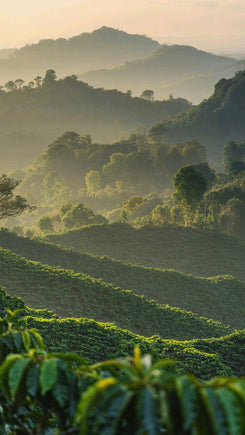 Les récoltes d'été, quand le café suit le rythme des saisons